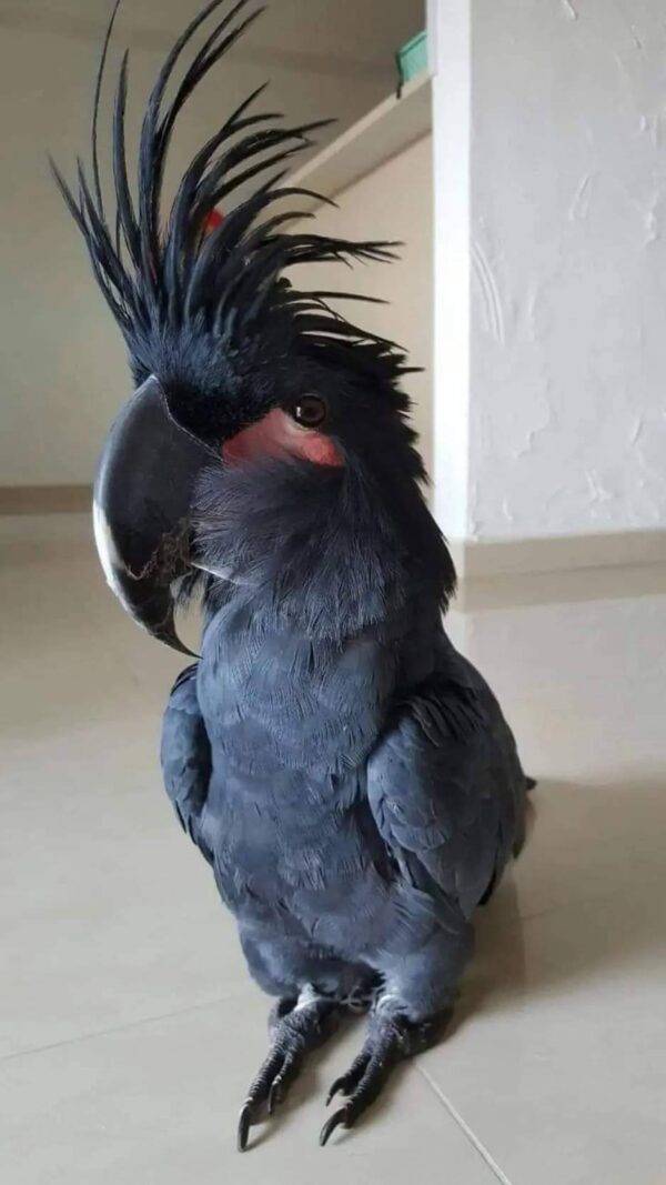 Stunning Palm Cockatoo parrot for sale