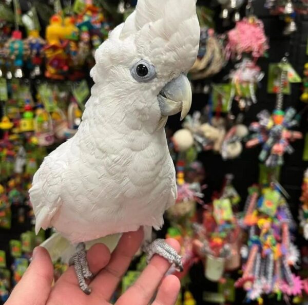 High Quality Umbrella Cockatoo For sale