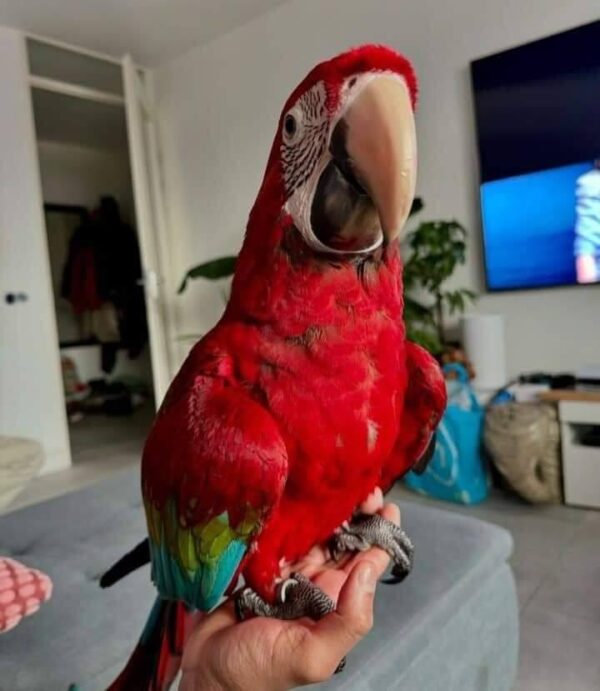 Young Green Winged Macaw For sale