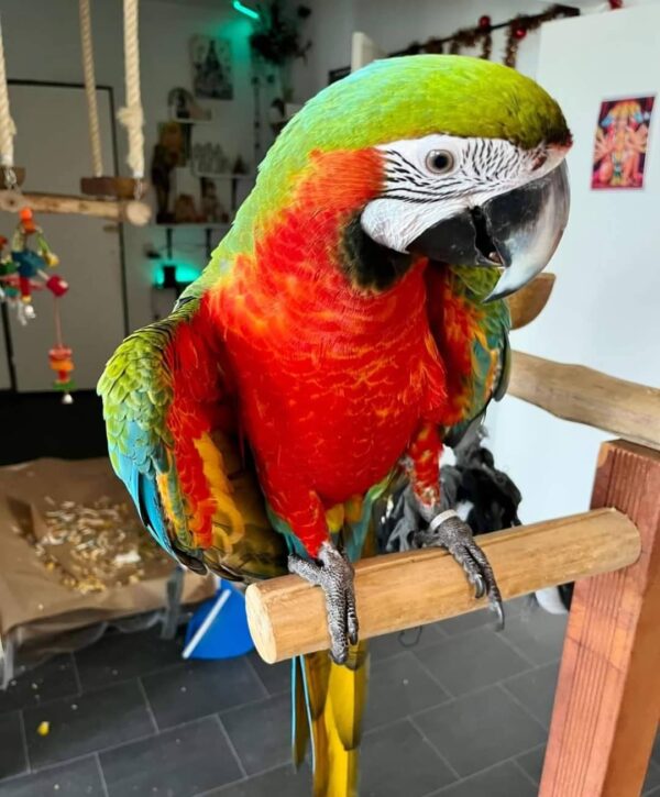 Young Male Catalina Macaw For Sale