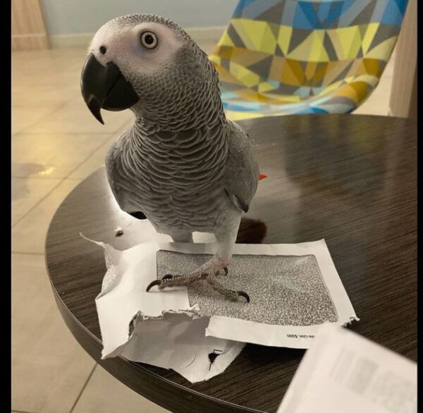 Young Talkative African Grey Parrot