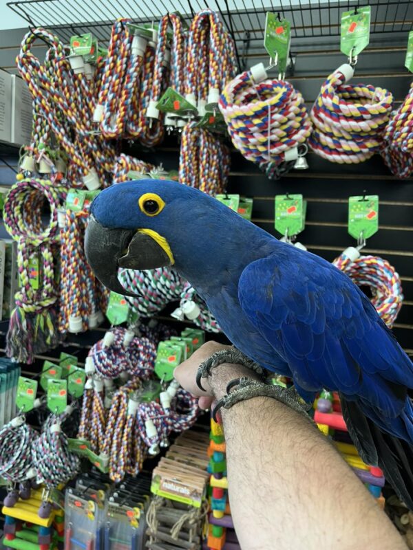 Baby Hyacinth Macaw for sale