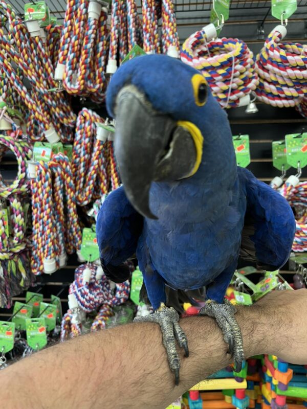 Baby Hyacinth Macaw for sale