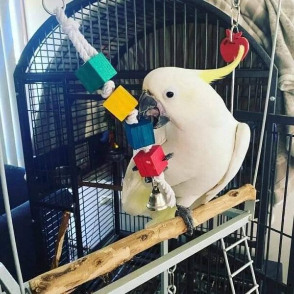 Sulphur-crested cockatoo for sale