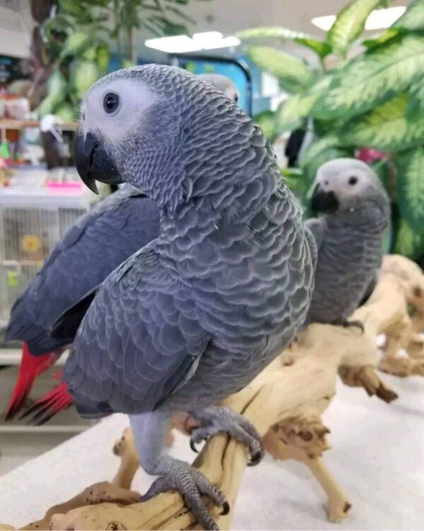 High Breed Congo African Grey - $900