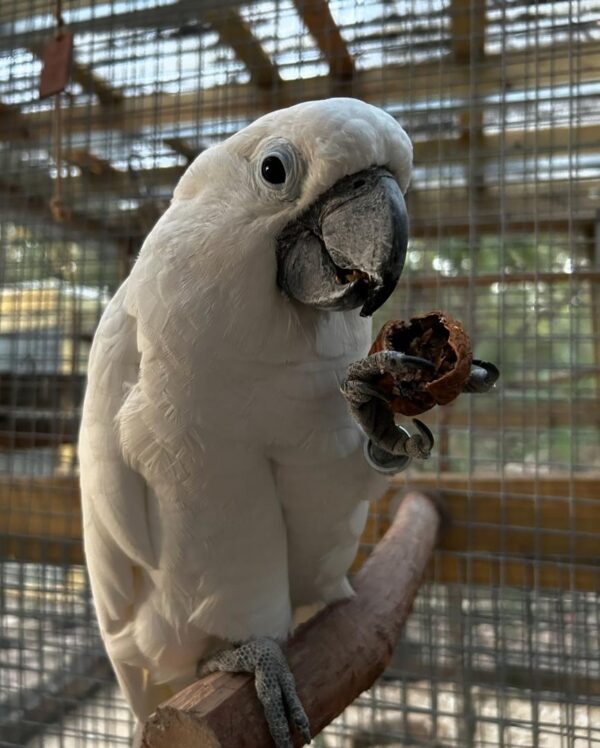 2 Years Old Umbrella Cockatoo Parrot for sale