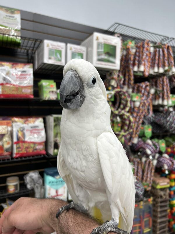 Umbrella Cockatoo Parrot for sale