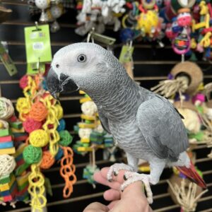 African Grey parrot for sale