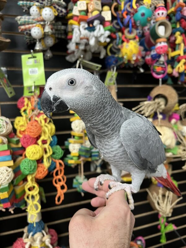 African Grey parrot for sale