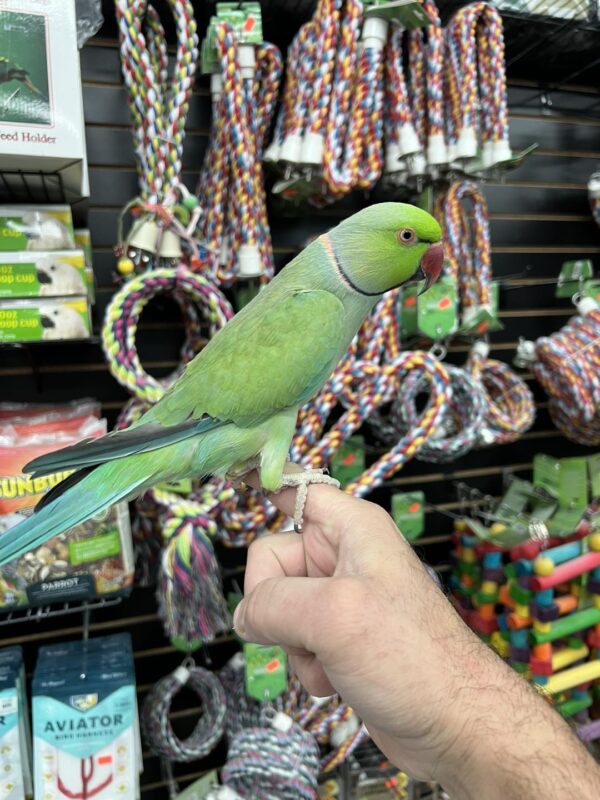 Talkative Indian Ring Neck Parrot for sale