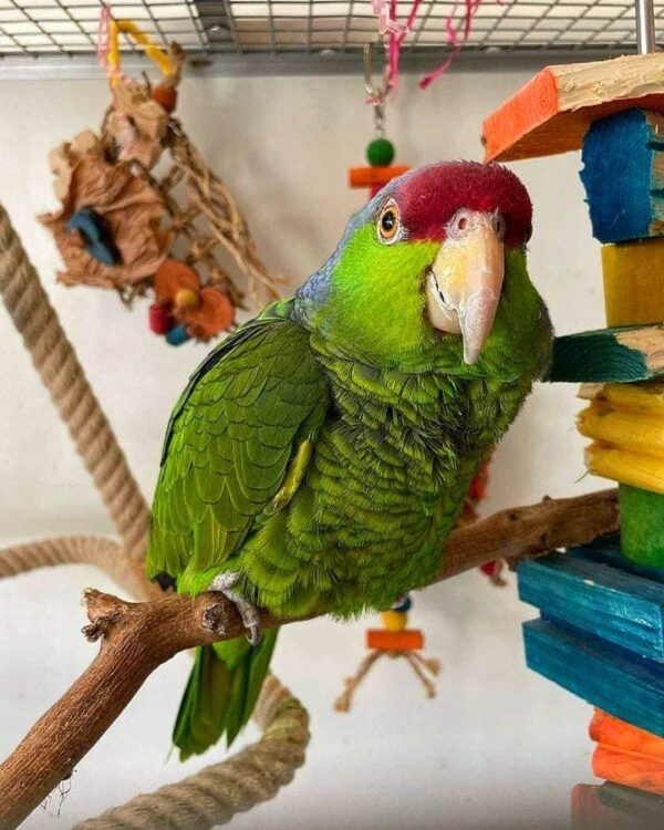 Red Headed Amazone Parrot for sale