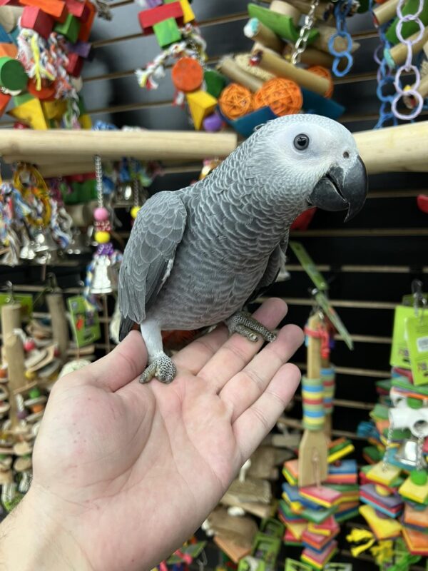 8 Months Old African Grey Parrot for Sale