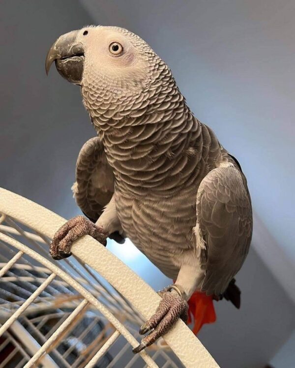 Male Congo African Grey Parrot For sale