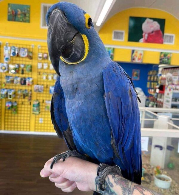 Adult Talkative Hyacinth Macaw