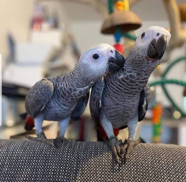 Pair - Congo African Grey Parrot