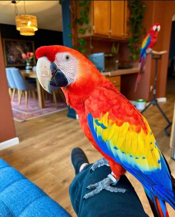 Male Scarlet Macaw For sale