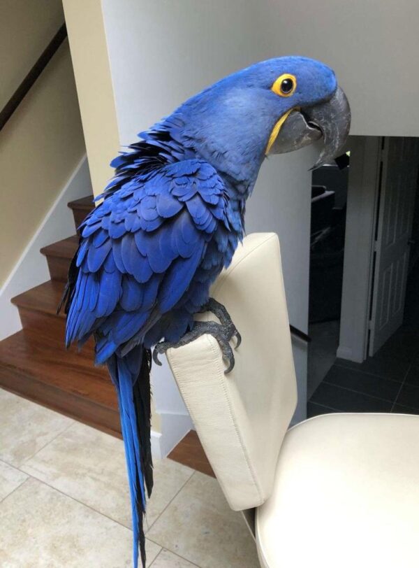 Youngster Hyacinth Macaw for sale