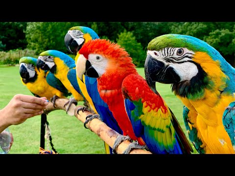 Good will parrots has been a solution for many pet loversw