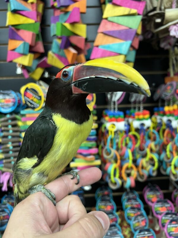 Supper Hand Reared Toucan For sale